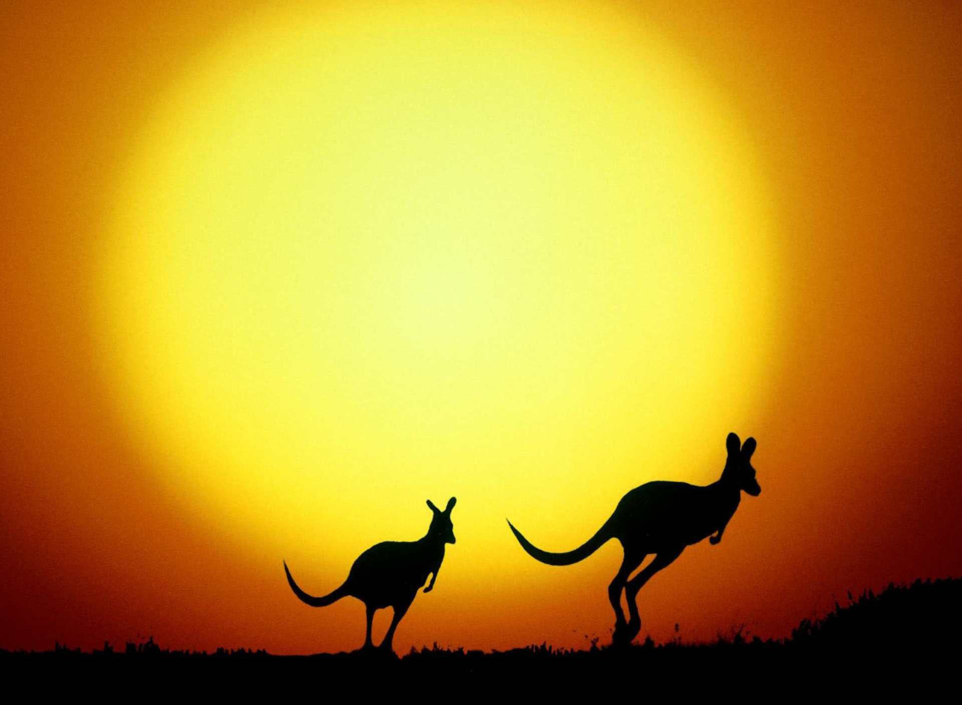 Fondo de pantalla Kangaroo At Sunset 1920x1408