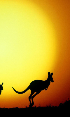 Обои Kangaroo At Sunset 240x400