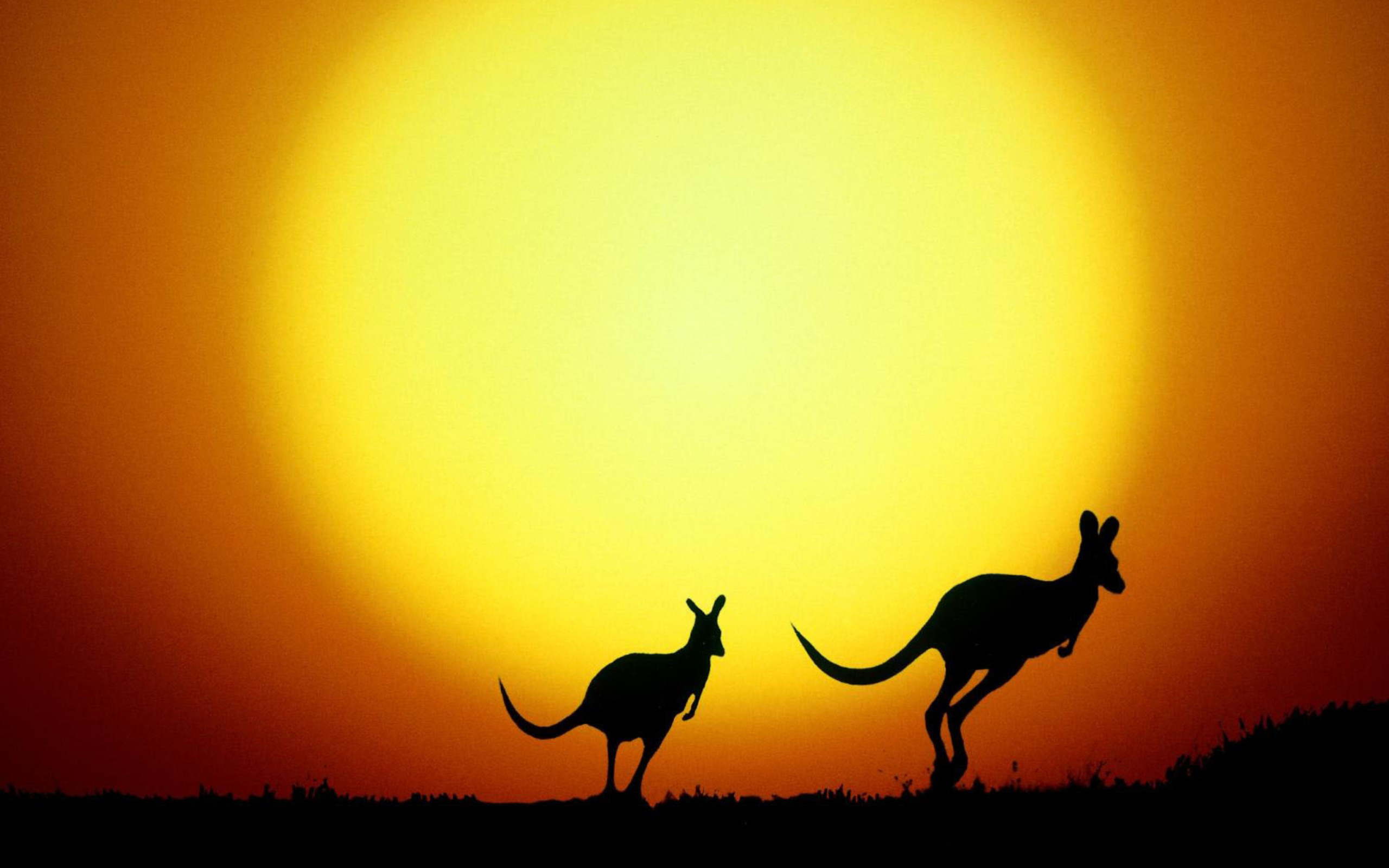 Kangaroo At Sunset wallpaper 2560x1600