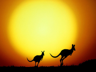 Обои Kangaroo At Sunset 320x240