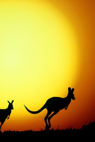 Das Kangaroo At Sunset Wallpaper 320x480