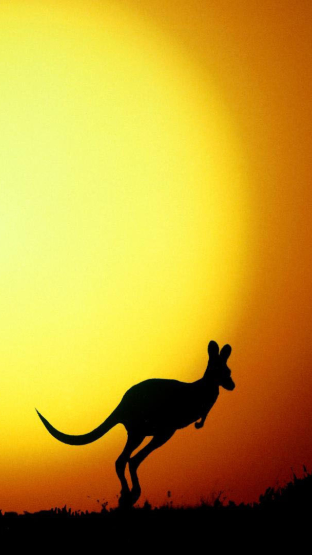 Обои Kangaroo At Sunset 640x1136