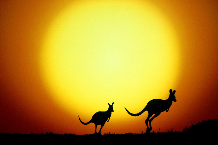 Fondo de pantalla Kangaroo At Sunset