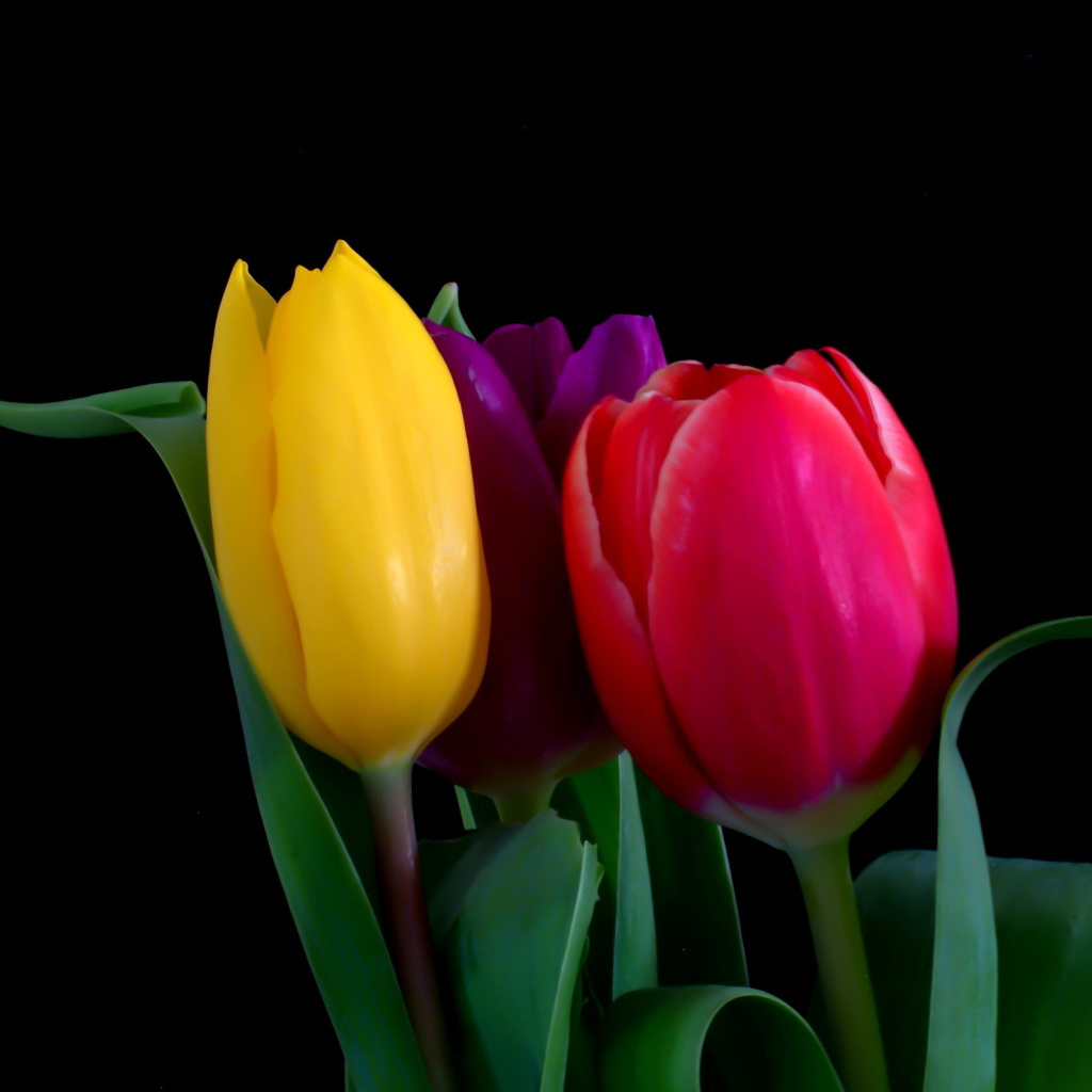 Обои Macro Tulips 1024x1024
