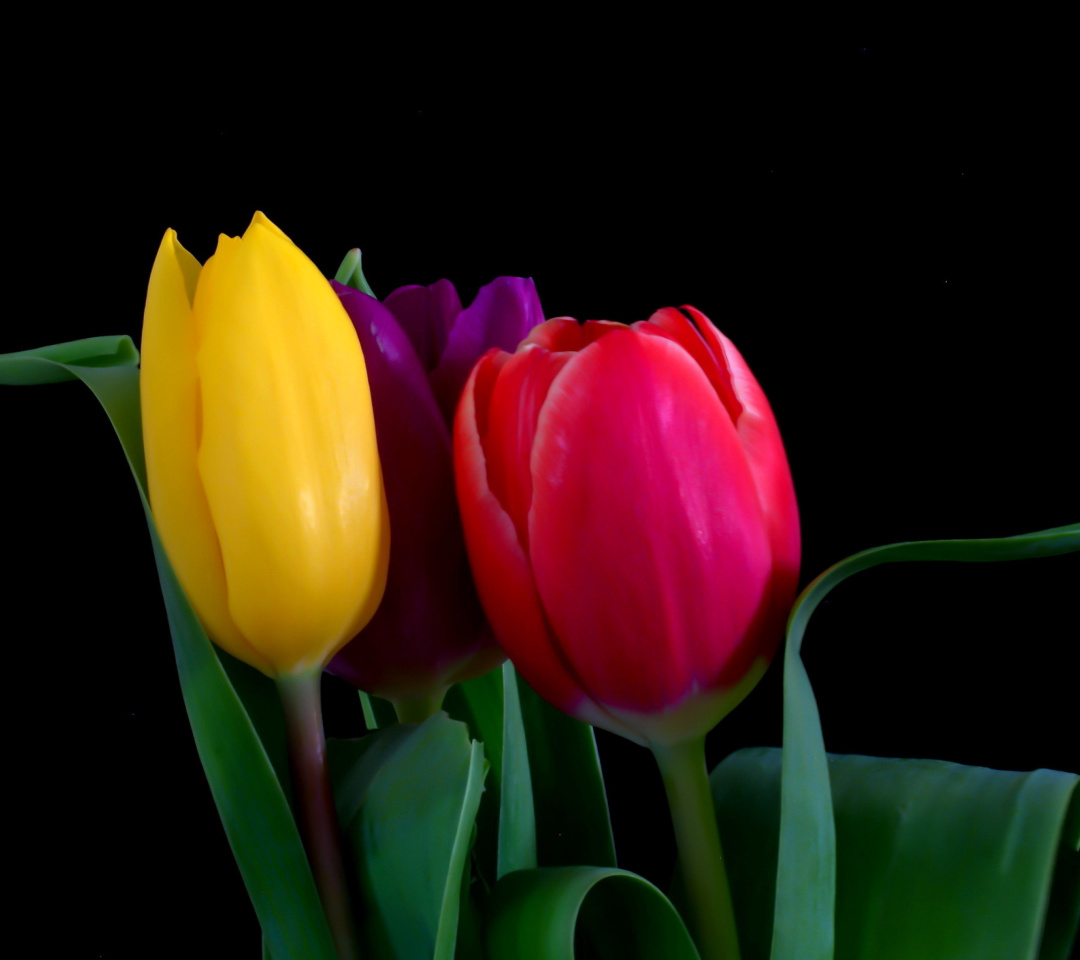 Sfondi Macro Tulips 1080x960