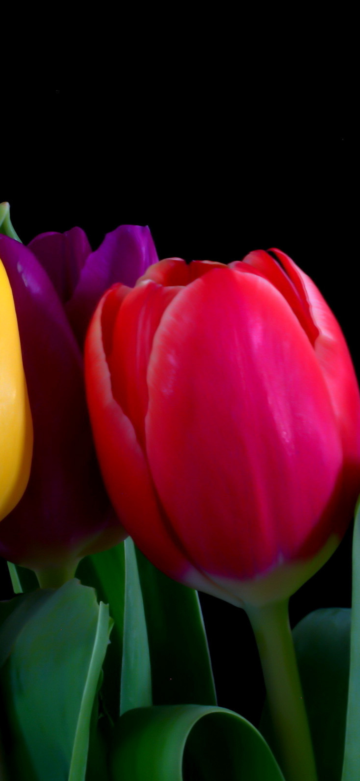 Sfondi Macro Tulips 1170x2532