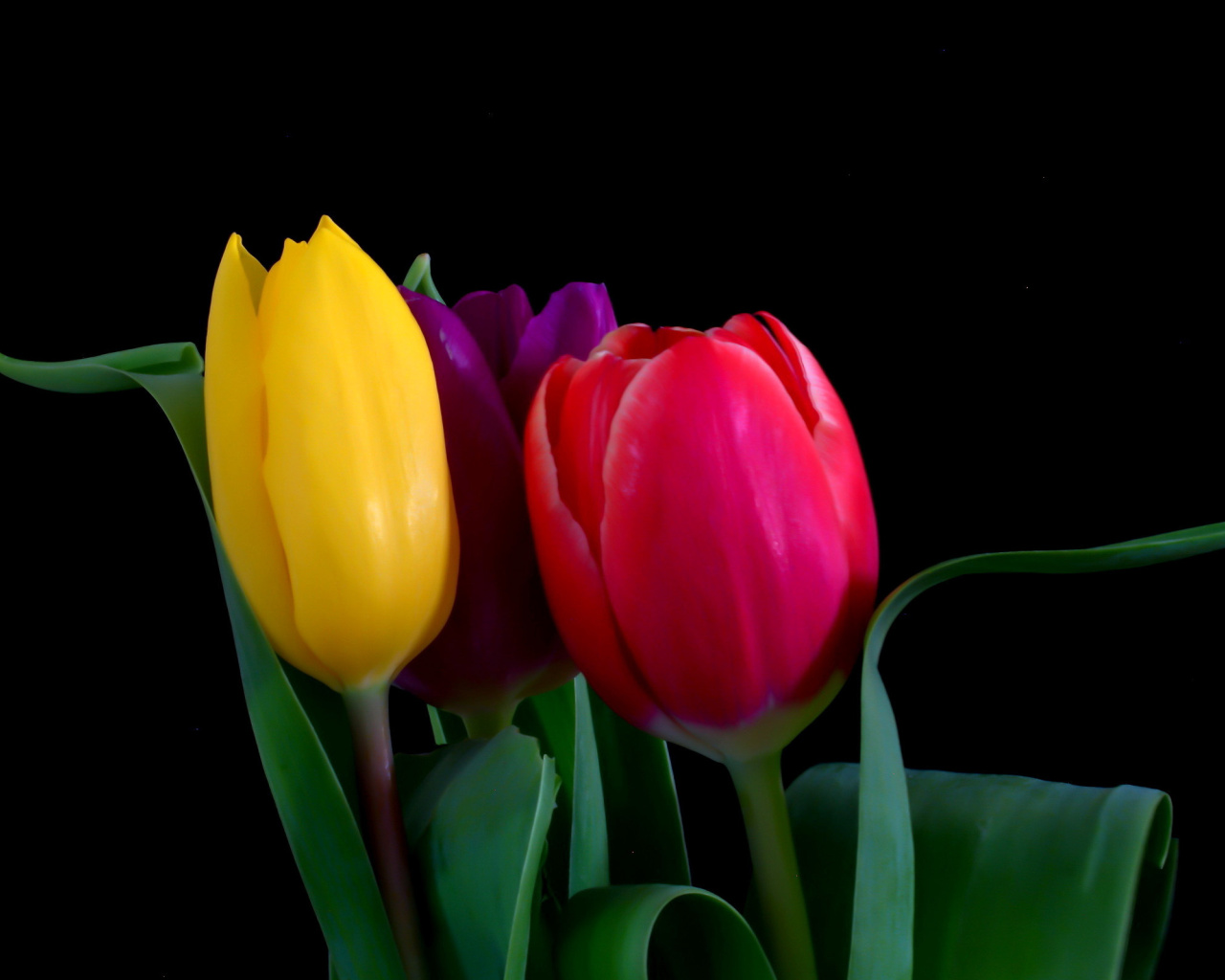 Fondo de pantalla Macro Tulips 1280x1024