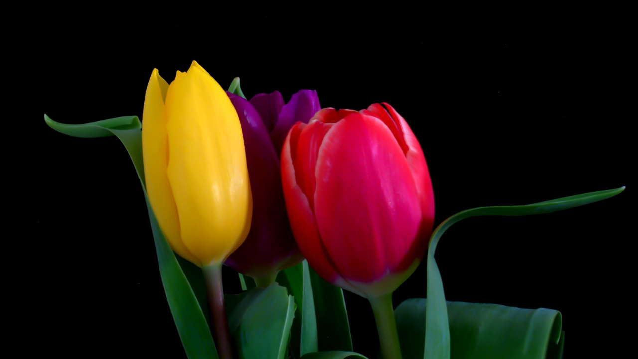Sfondi Macro Tulips 1280x720