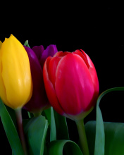 Обои Macro Tulips 176x220