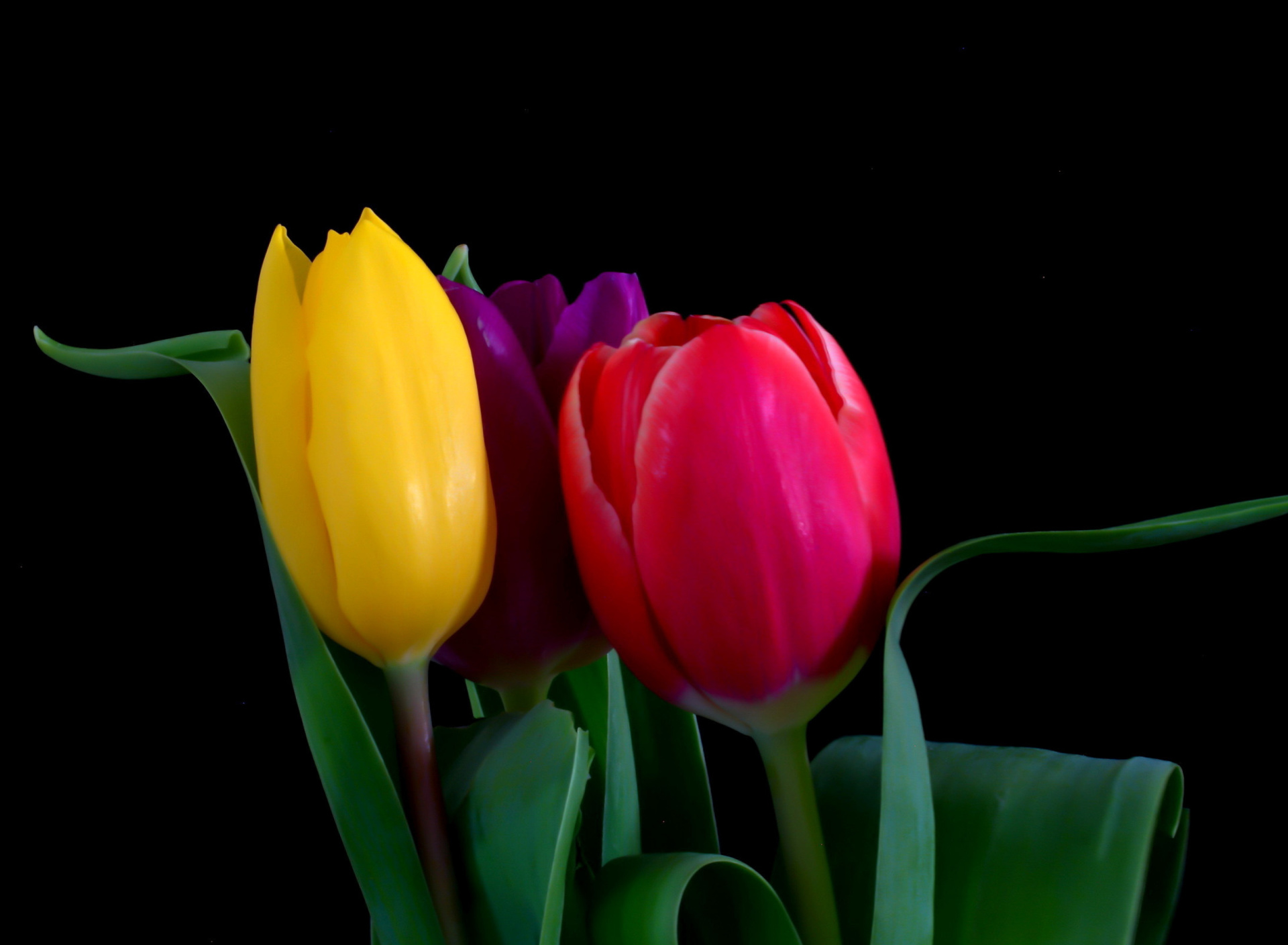 Macro Tulips screenshot #1 1920x1408