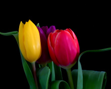 Обои Macro Tulips 220x176