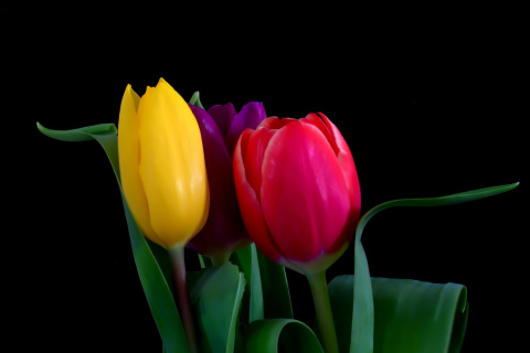 Sfondi Macro Tulips 480x320