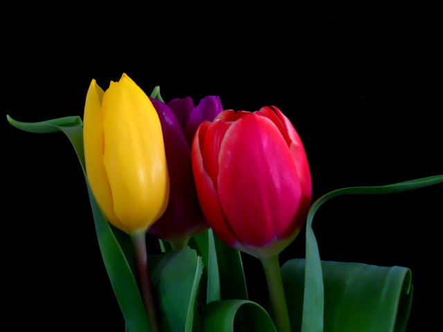 Macro Tulips wallpaper 640x480