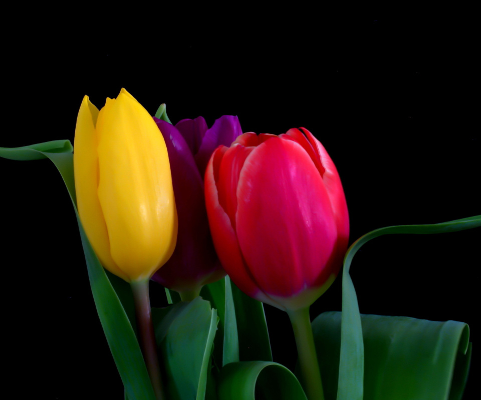 Das Macro Tulips Wallpaper 960x800