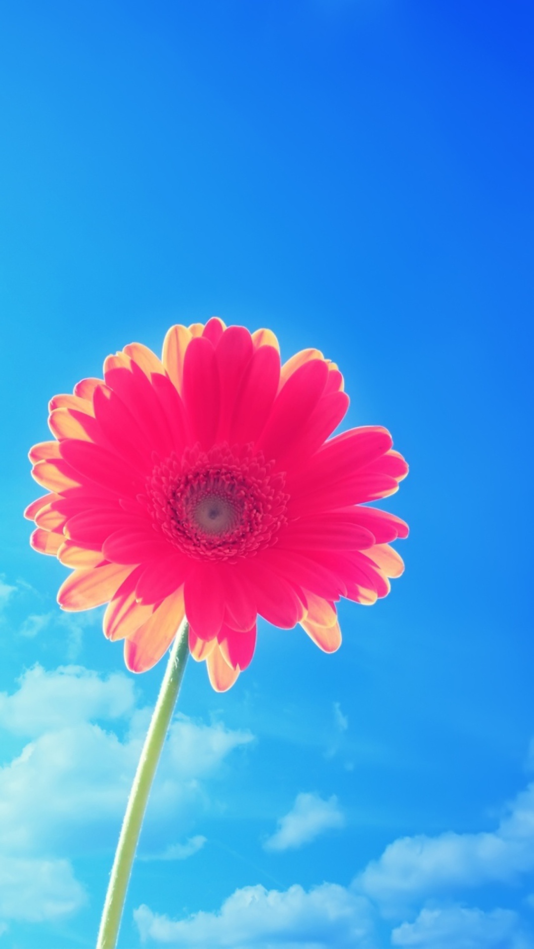 Screenshot №1 pro téma Pink Gerbera 1080x1920