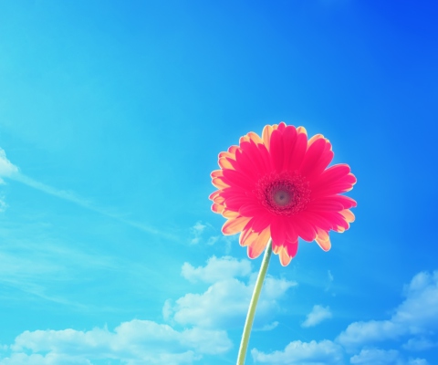 Das Pink Gerbera Wallpaper 480x400