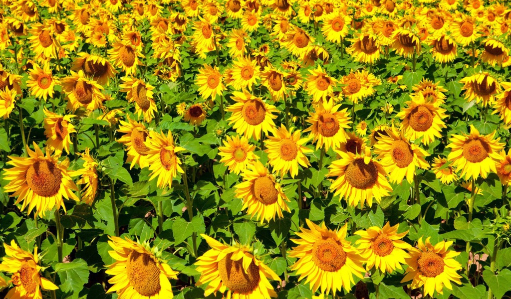 Sunflowers Field wallpaper 1024x600
