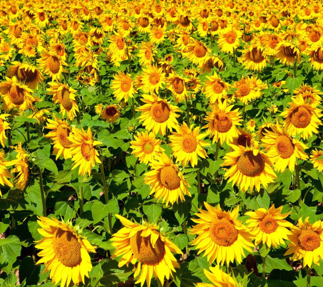 Das Sunflowers Field Wallpaper 1080x960