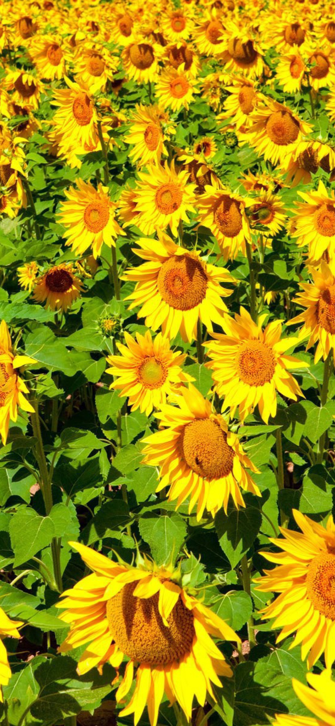 Das Sunflowers Field Wallpaper 1170x2532