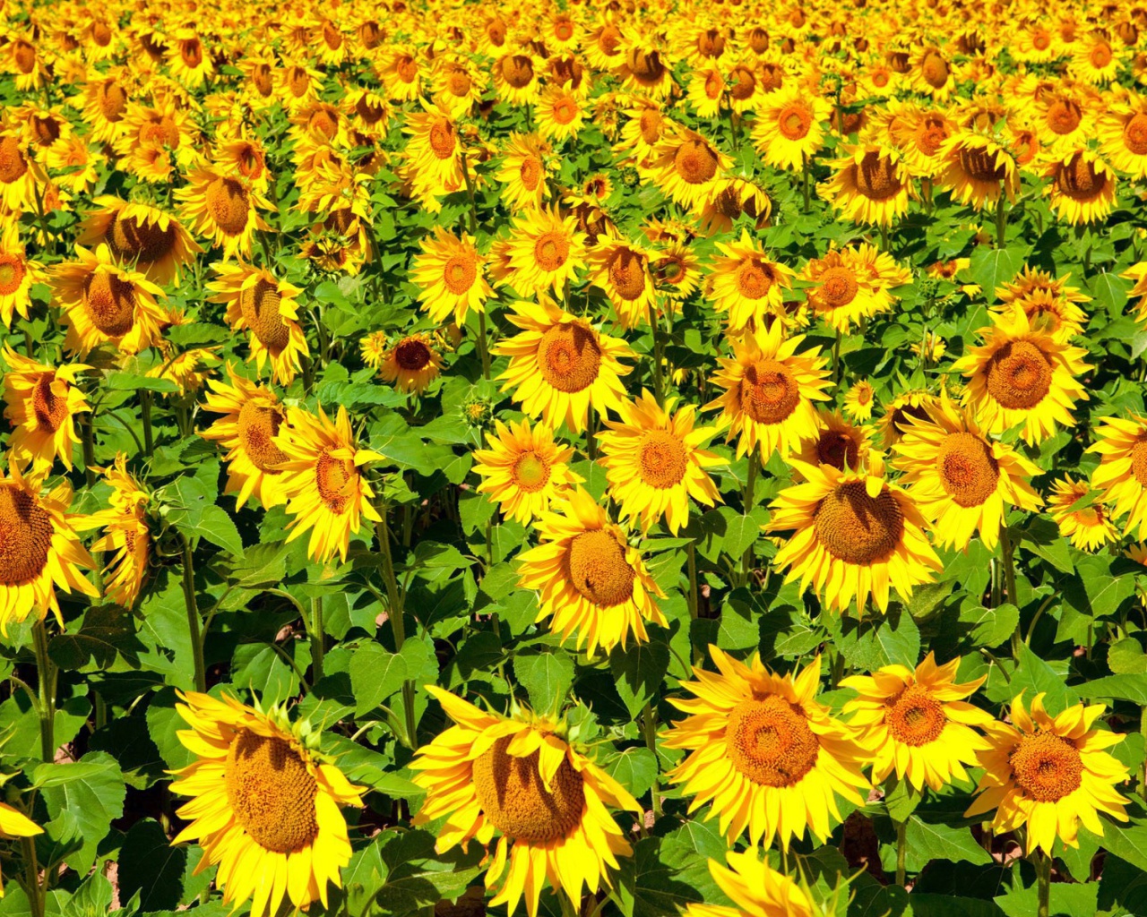 Das Sunflowers Field Wallpaper 1280x1024