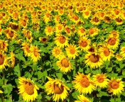 Обои Sunflowers Field 176x144