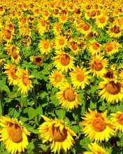 Обои Sunflowers Field 176x220