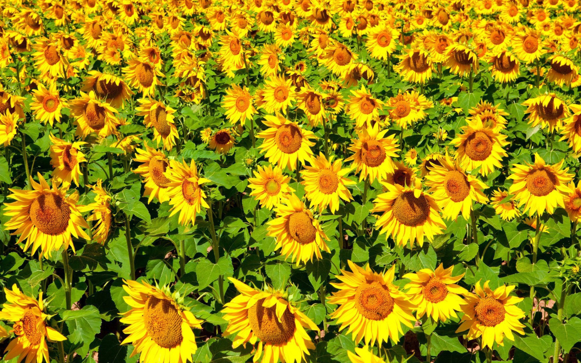 Das Sunflowers Field Wallpaper 1920x1200