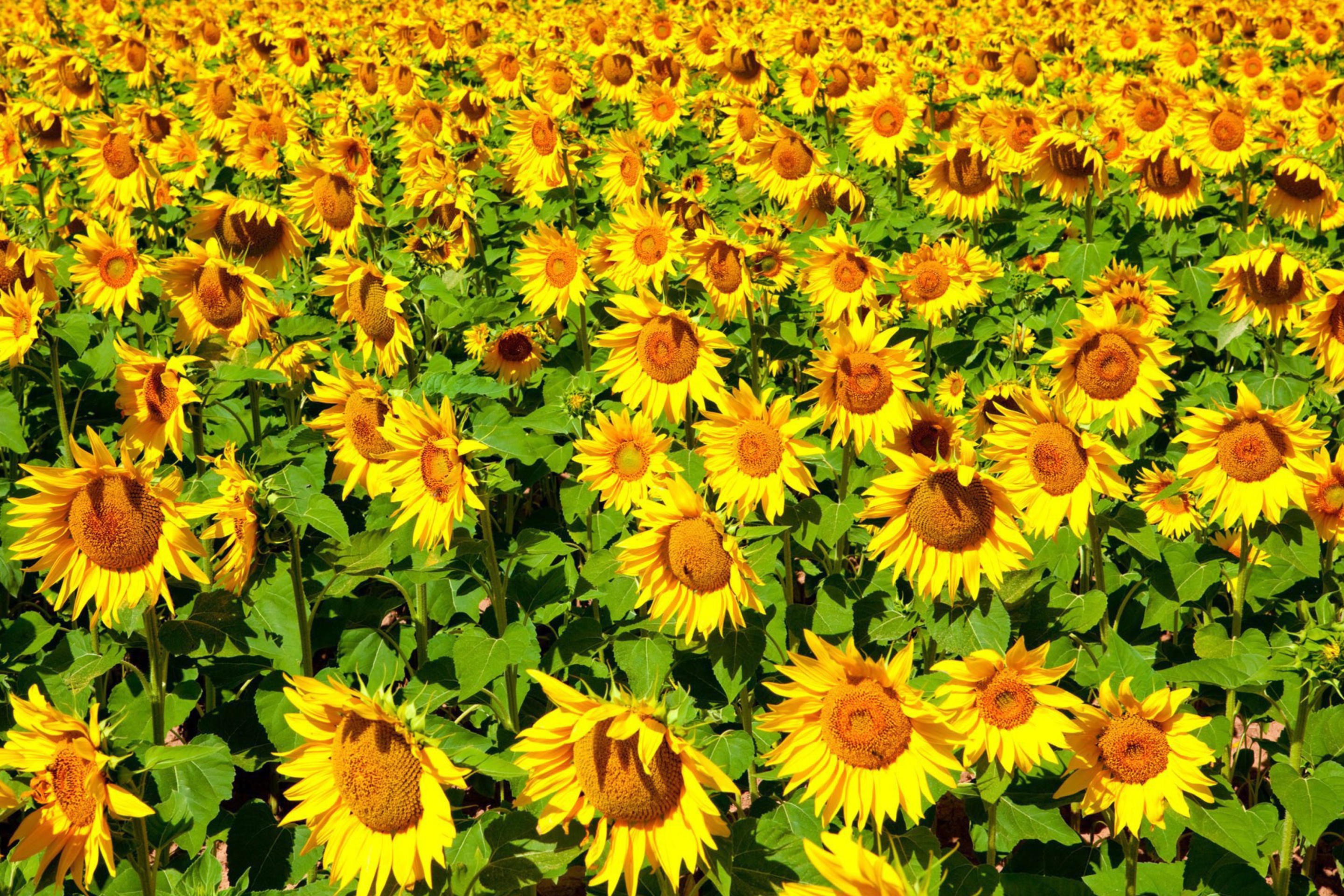 Das Sunflowers Field Wallpaper 2880x1920