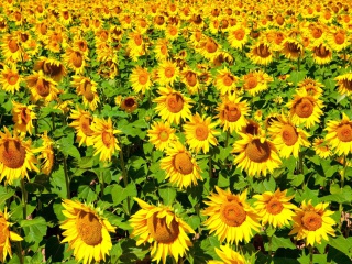 Fondo de pantalla Sunflowers Field 320x240