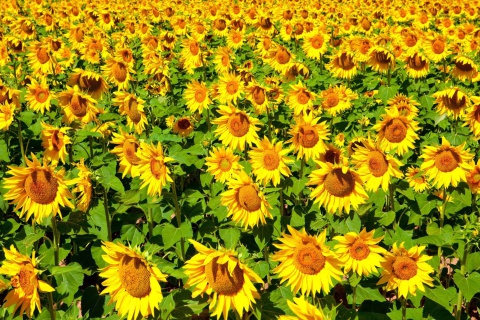 Das Sunflowers Field Wallpaper 480x320