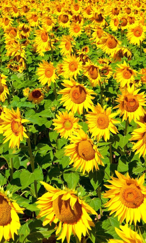 Das Sunflowers Field Wallpaper 480x800