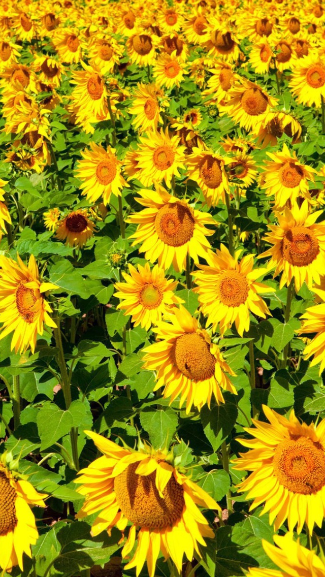Sunflowers Field wallpaper 640x1136