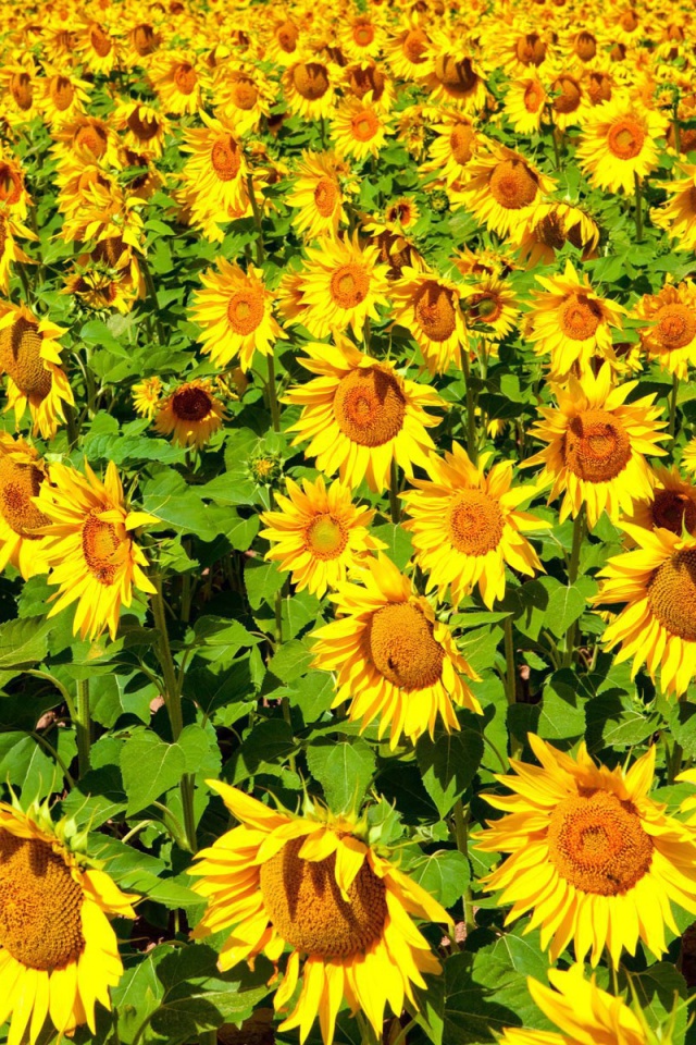 Sunflowers Field wallpaper 640x960