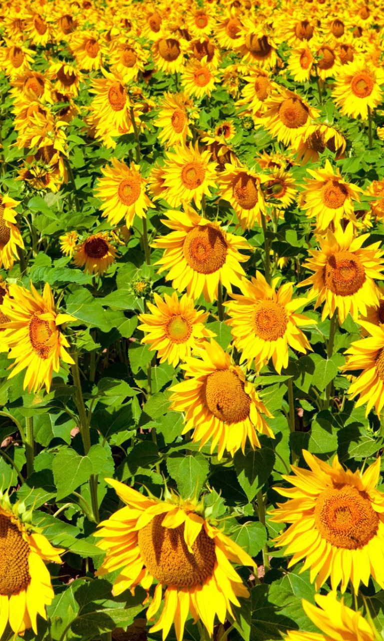 Das Sunflowers Field Wallpaper 768x1280