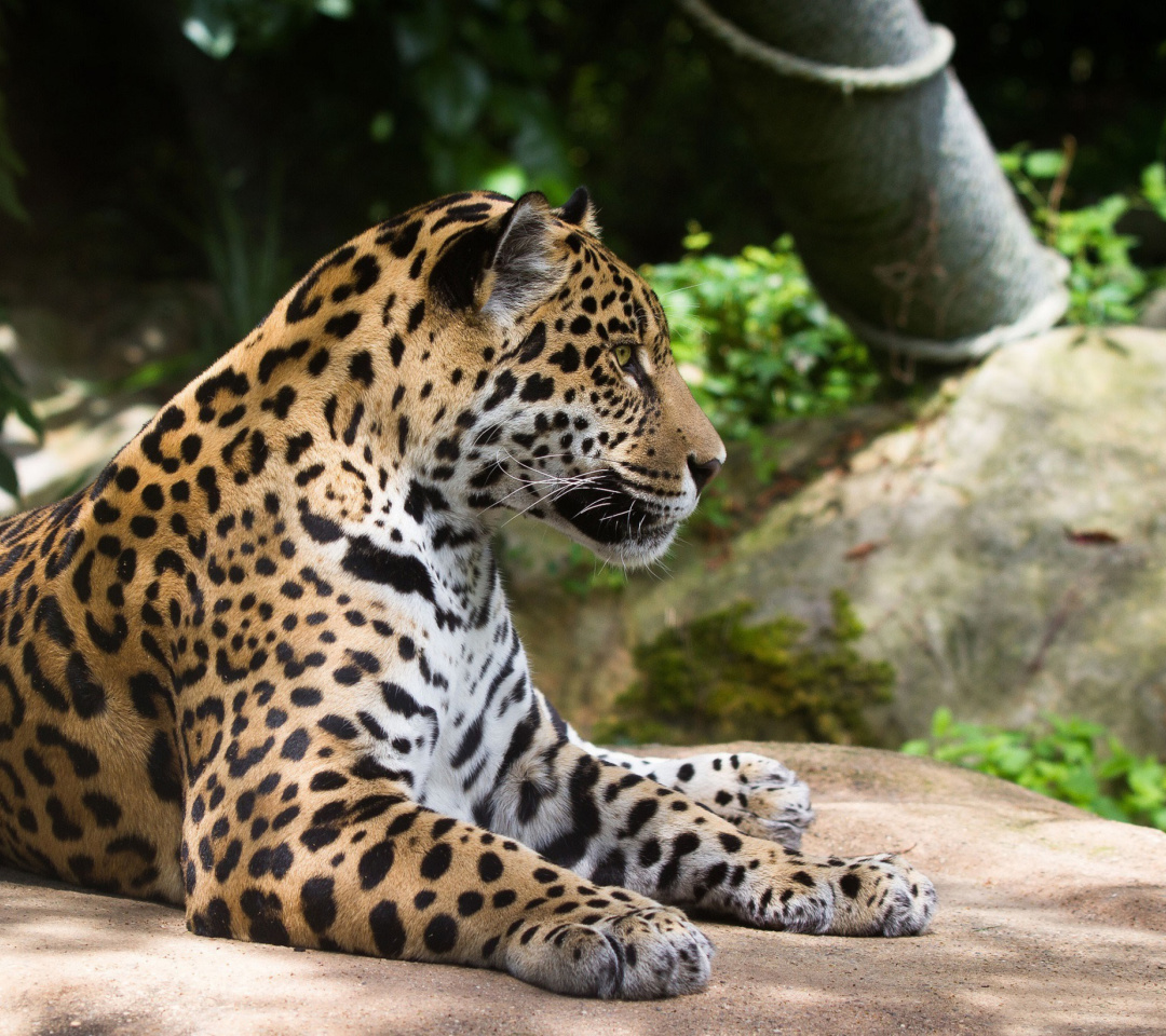Das Jaguar Wild Cat Wallpaper 1080x960