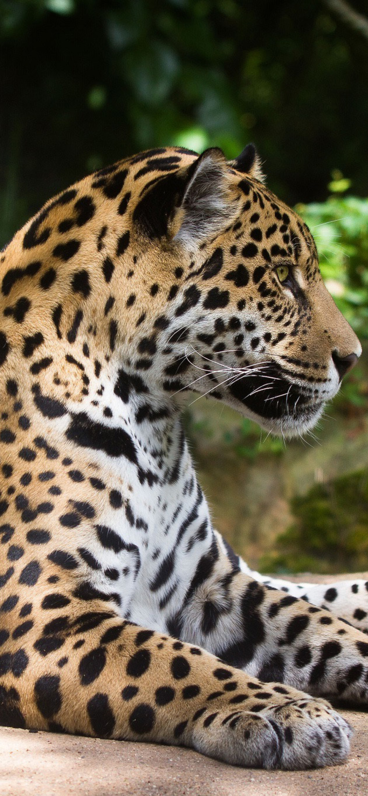 Jaguar Wild Cat screenshot #1 1170x2532