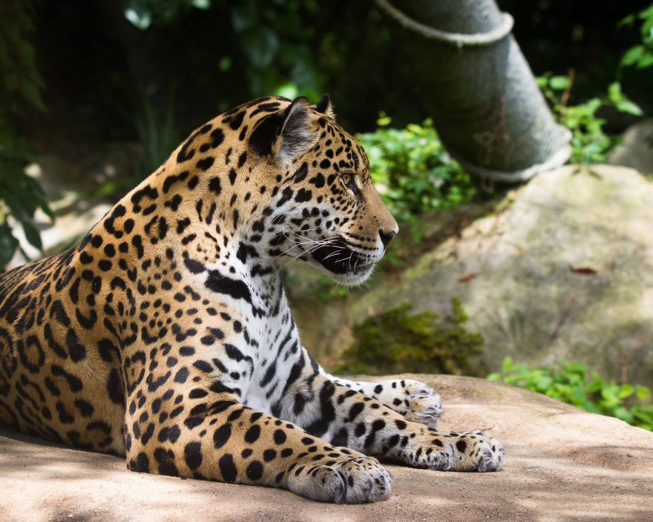 Обои Jaguar Wild Cat 1280x1024