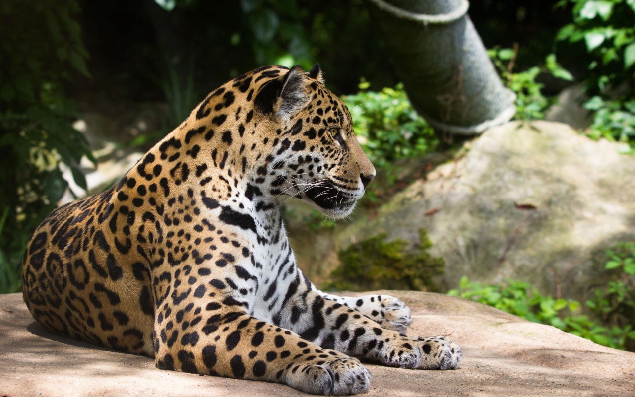 Screenshot №1 pro téma Jaguar Wild Cat 1280x800