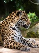 Fondo de pantalla Jaguar Wild Cat 132x176