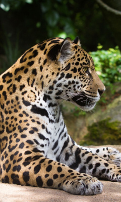 Screenshot №1 pro téma Jaguar Wild Cat 240x400