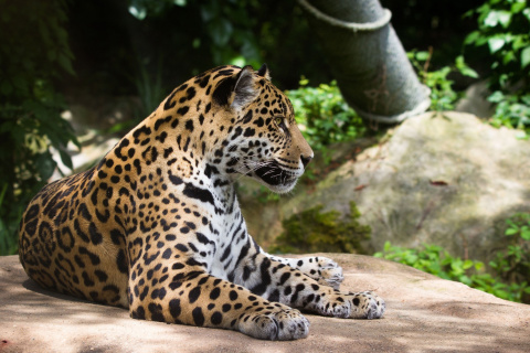 Fondo de pantalla Jaguar Wild Cat 480x320