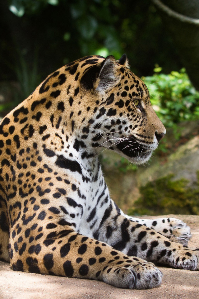 Fondo de pantalla Jaguar Wild Cat 640x960