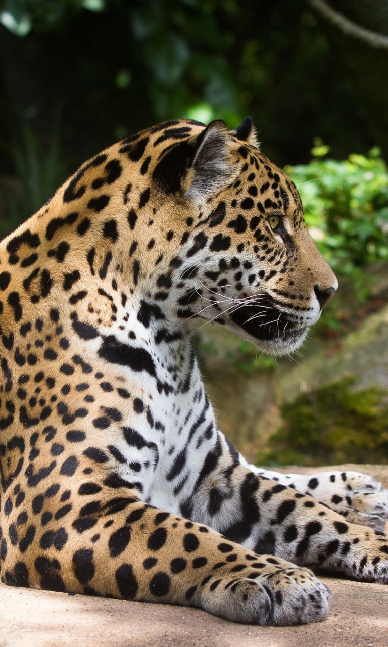 Sfondi Jaguar Wild Cat 768x1280