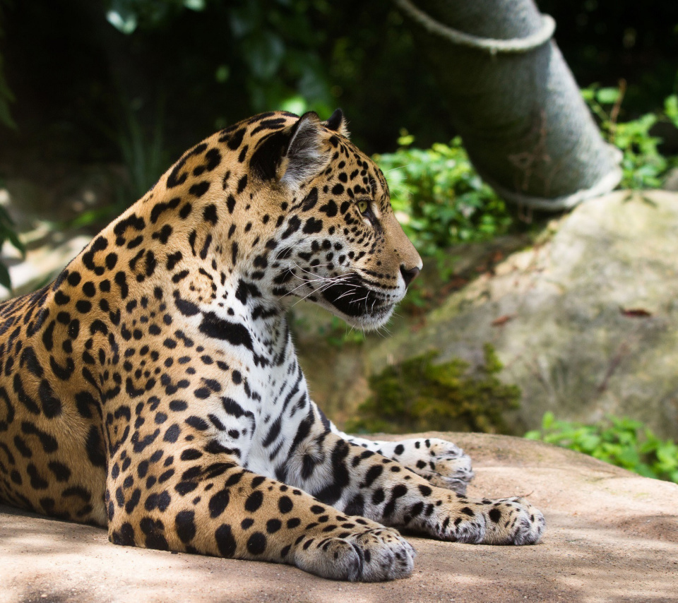 Fondo de pantalla Jaguar Wild Cat 960x854