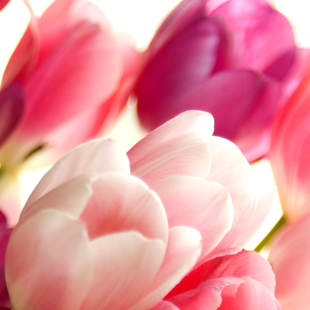 Das Delicate Tulips Macro Photo Wallpaper 1024x1024