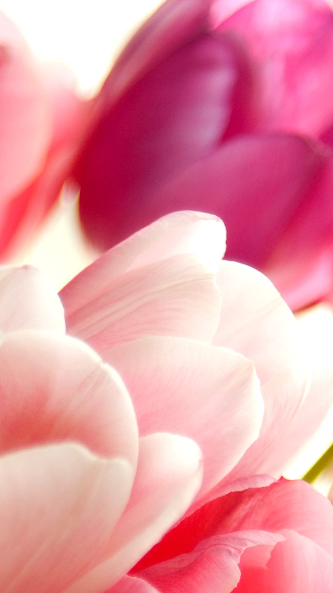 Delicate Tulips Macro Photo wallpaper 1080x1920