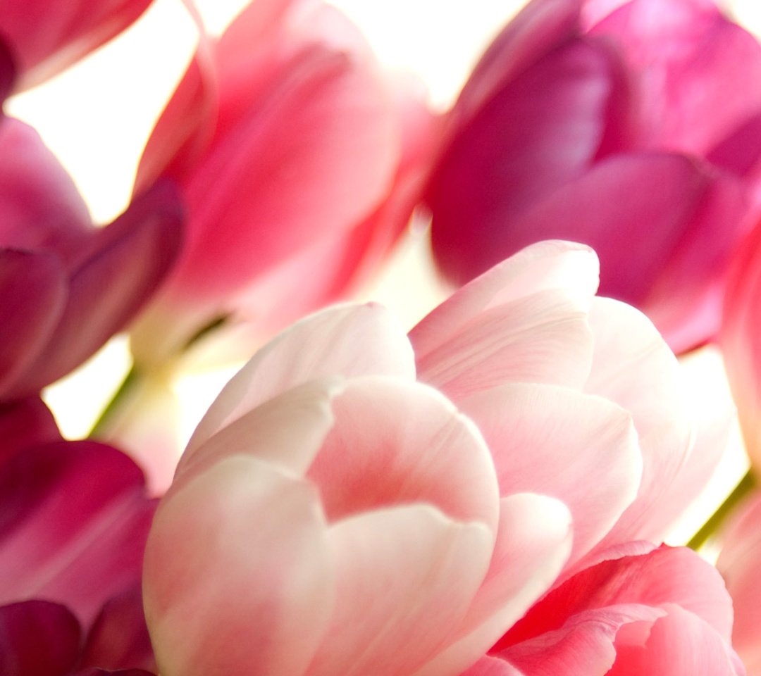 Обои Delicate Tulips Macro Photo 1080x960
