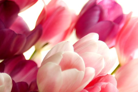 Обои Delicate Tulips Macro Photo 480x320