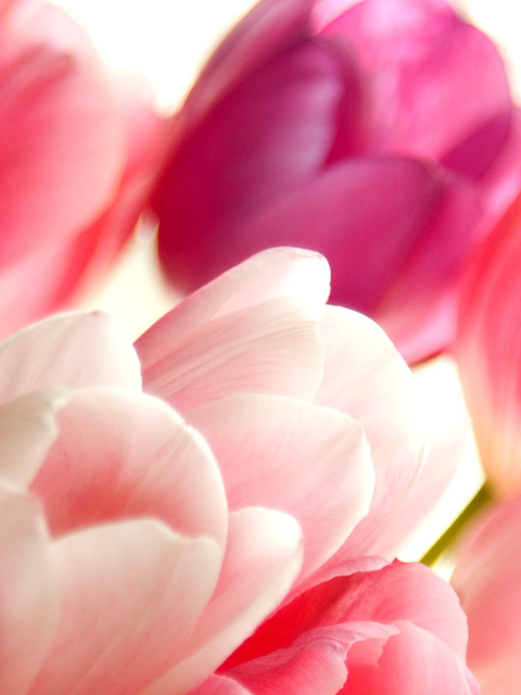 Обои Delicate Tulips Macro Photo 480x640