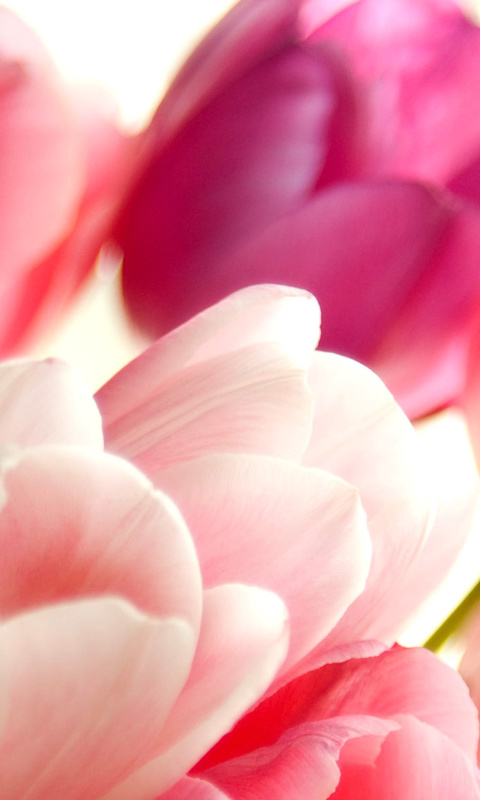 Das Delicate Tulips Macro Photo Wallpaper 480x800